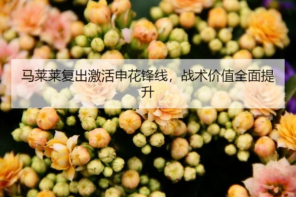 马莱莱复出激活申花锋线，战术价值全面提升